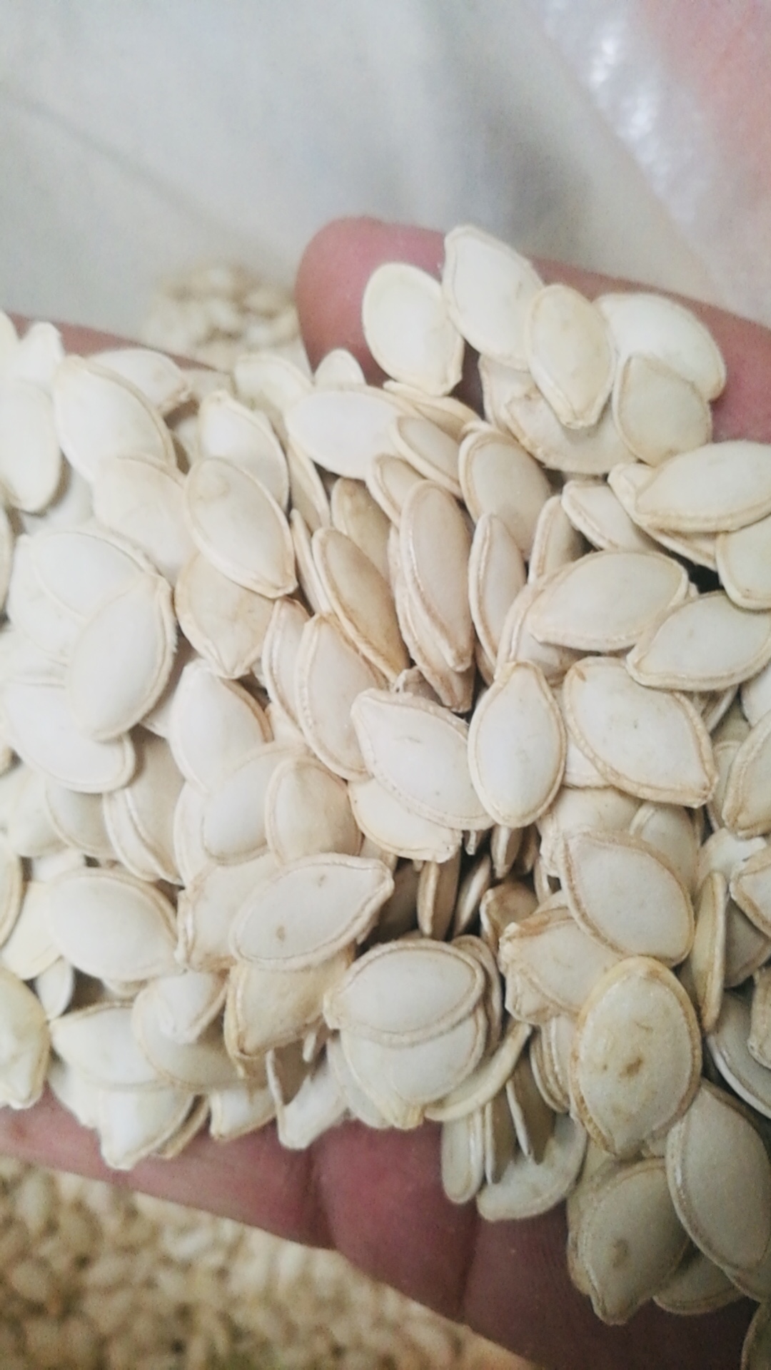 Best Quality China Manufacturer White Pumpkin Seeds