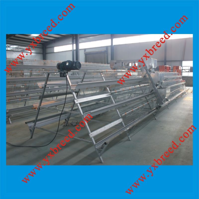 Poultry Farming Equipment for Chicken Layers