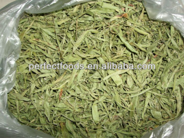 healthy stevia leaves