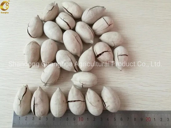 Perfect Quality Pecan Nuts New Crop