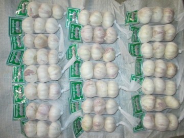 2020 Garlic Price Normal White Garlic