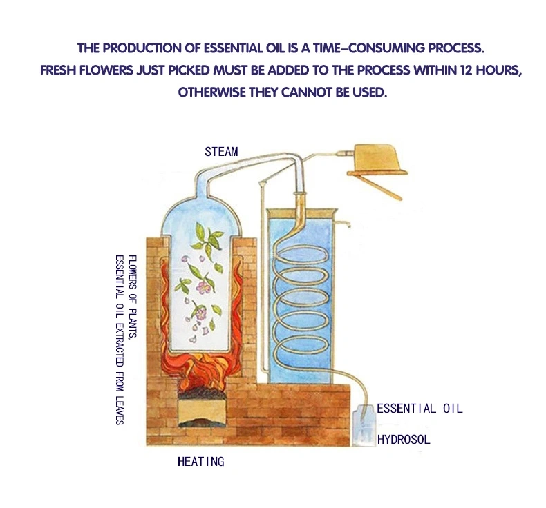 OEM/ODM Private Label Moisturizing and Brightening Eucalyptus Essential Oil