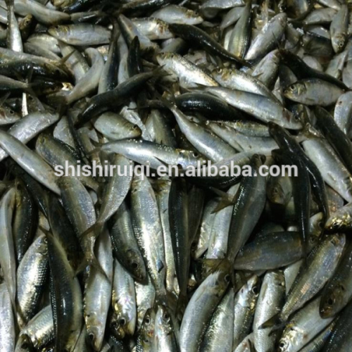 Sardines fish sardine canned fish sardine for canning