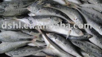 Frozen Small Eye Round Scad