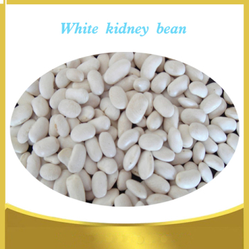 High Quality Navy White  Kindey Beans White