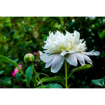 White Peony Extract Paeoniflorin 4%-90% Paeonia Lactiflora Pall