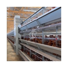 Automatic Broiler Chicken Cage System with Manure Remover for Poultry Meat Production