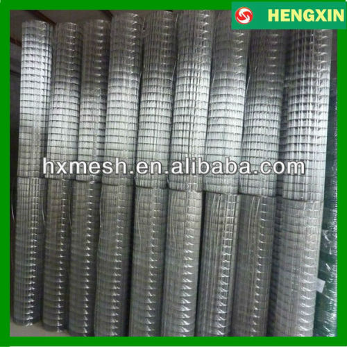 Zinc coated wire mesh welded wire mesh