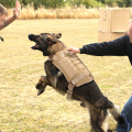 Harnais de chien tactique Vest gilet de harnais de chien personnalisé avec laisse