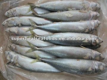 Frozen pacific mackerel Scomber japonicus BQF