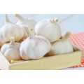 Export Chinese fresh garlic high quality garlic wholesale