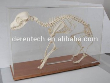 Animal skleton, Animal skeleton specimen, skeleton for teaching