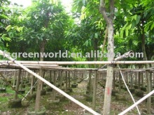 Ficus Lacor potted and rooted