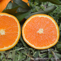 Fresh baby orange / dolce di agrumi