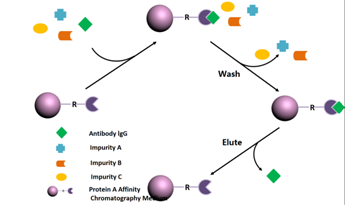 Protein A Column