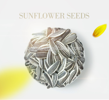 sunflower seed 601 market price