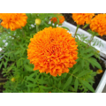 Marigold Extract Lutein Powder 5% HPLC