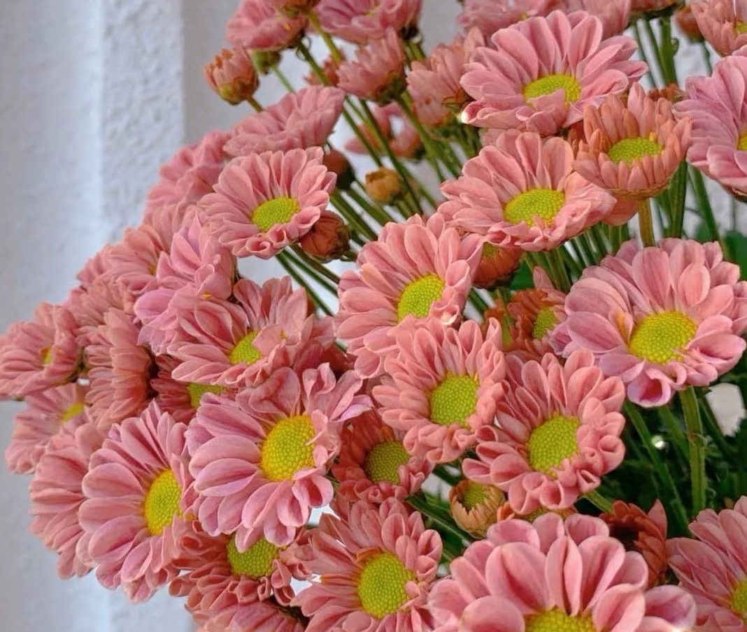 লিঙ্গলং সামান্য চন্দ্রমল্লিকা Linglong little chrysanthemum