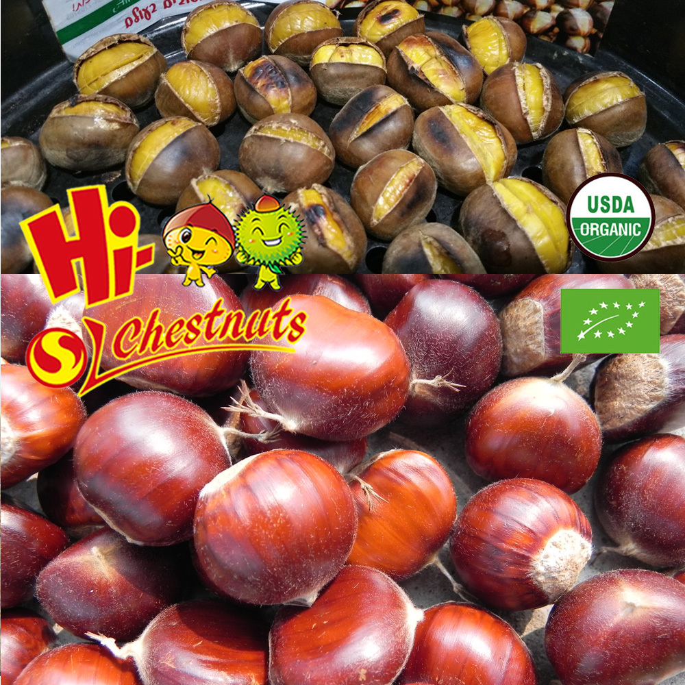Organic Fresh Chestnuts Castanea Sativa Whole Chestnut for sale