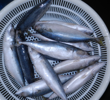 Frozen Pacific Mackerel Raw Material Big Size 300-500g
