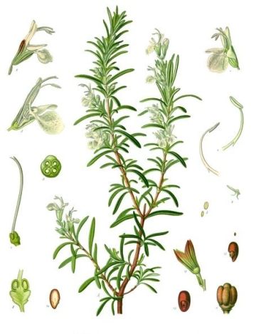 Rosemary Extract Carnosic Acid/ Rosmarinic Acid/ Ursolic Acid