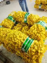 Fresh Ginger Packed By Mesh Bags