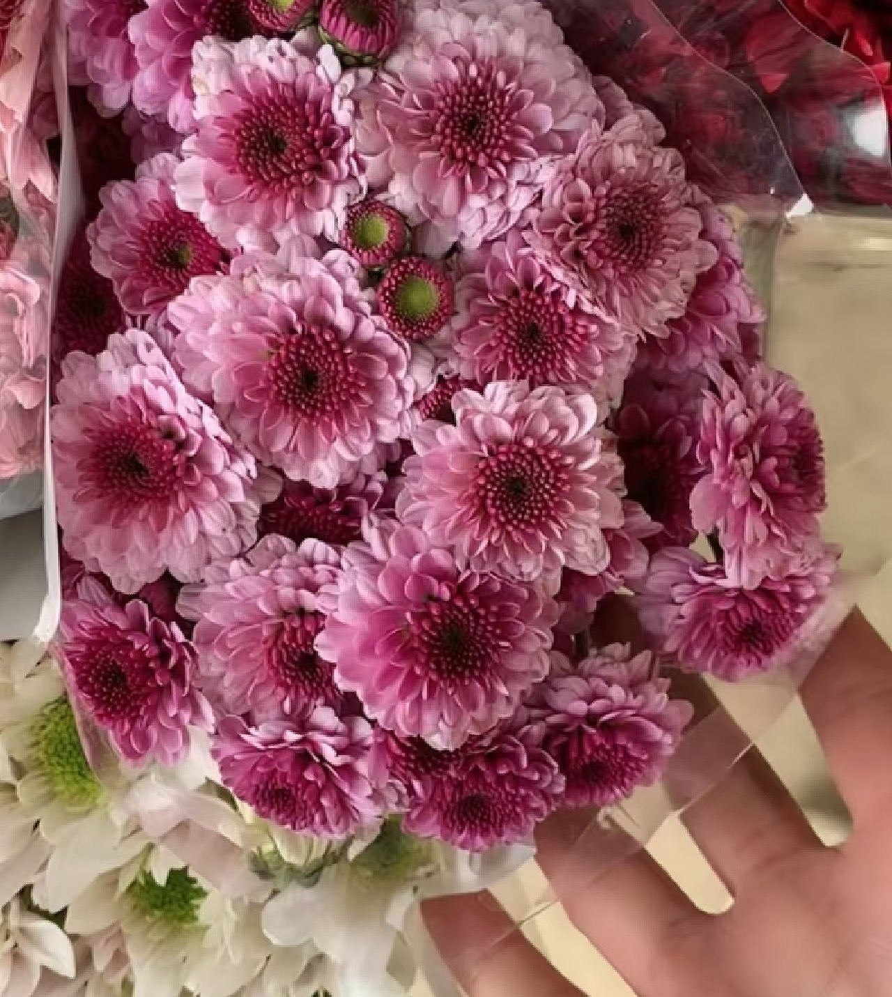 ফ্যান ইয়ান স্প্রে ক্রাইস্যান্থেম Fan Yan spray chrysanthem