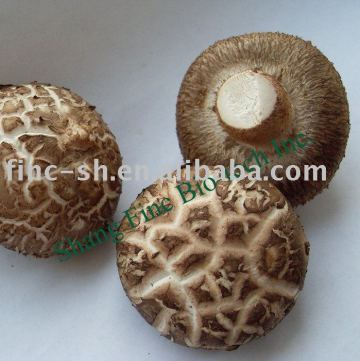 mushroom flower shiitake fresh fungus