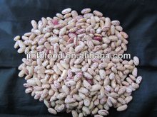 light speckled kidney bean