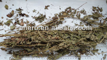 Chinese Hairyvein Agrimoia Herb/Xian He Cao/Agrimonia pilosa