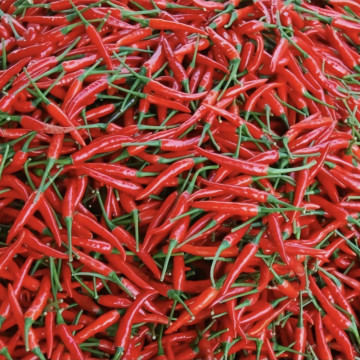 Sichuanpepper small dried red pepper for food seasoning