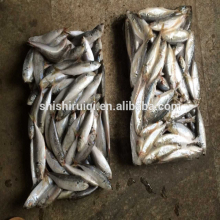 Frozen mackerel blue scad frozen blue mackerel for wholesale