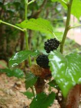 Mulberry Fruit Extracts