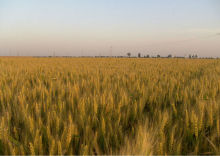 factory wheat gluten free products