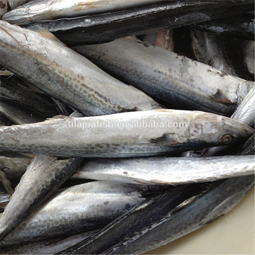 Indo-Pacific king mackerel