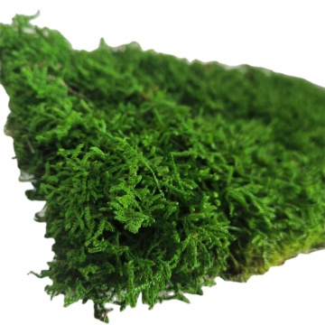 Natural Dried Wall Live Moss for Decor