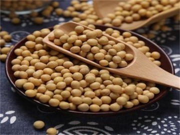 Soybean