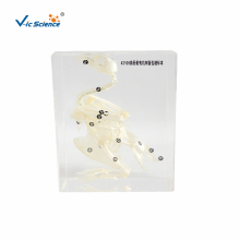 Resin Embedded Specimen of Pigeon Bone
