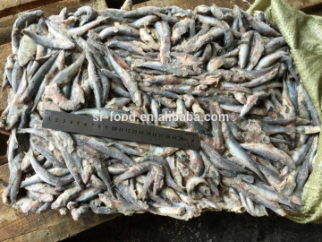 Fresh frozen small anchovy