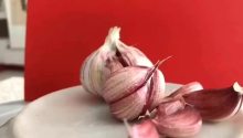Best quality bulk Fresh Natural Garlic