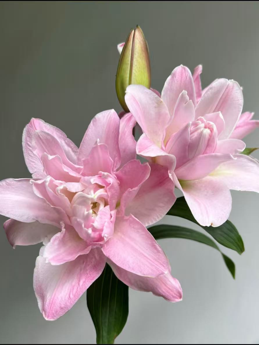 الماس المزدوج الزنبق المزدوج1 Double Diamond Double lily1