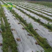 Garden ground cover mulch