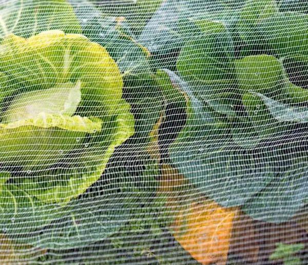 Сети насекомых для овощных садов