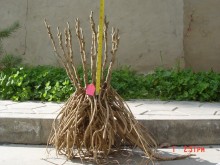 rockii tree peony roots for sale