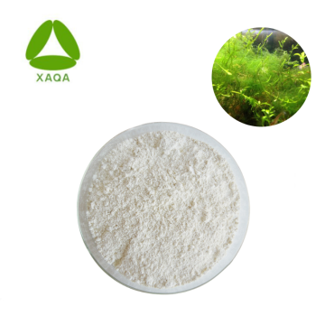 Algas DHA Doconexent Docosahexaenoic Acid Powder 6217-54-5