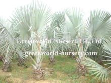 bismarckia nobilis cold hardy palm