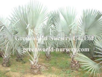 bismarckia nobilis cold hardy palm