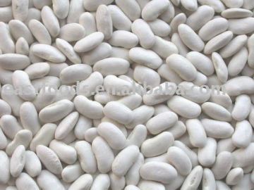 Middle White Kidney Beans