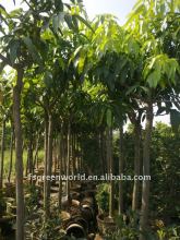 Mangos fruit trees