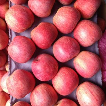 red qinguan apple chinese qinguan apple red qinguan apple